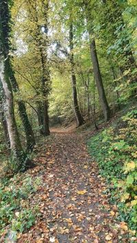 Zeit f&uuml;r Waldspazierg&auml;nge